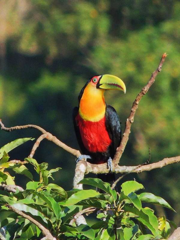 Tucano na mata